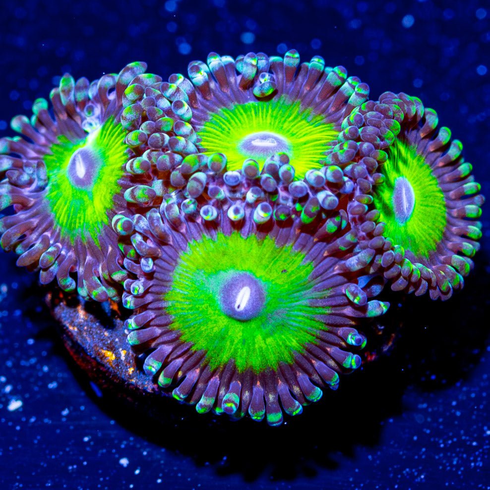 Candy Apple Greens Zoanthid - riptide aquaculture llc