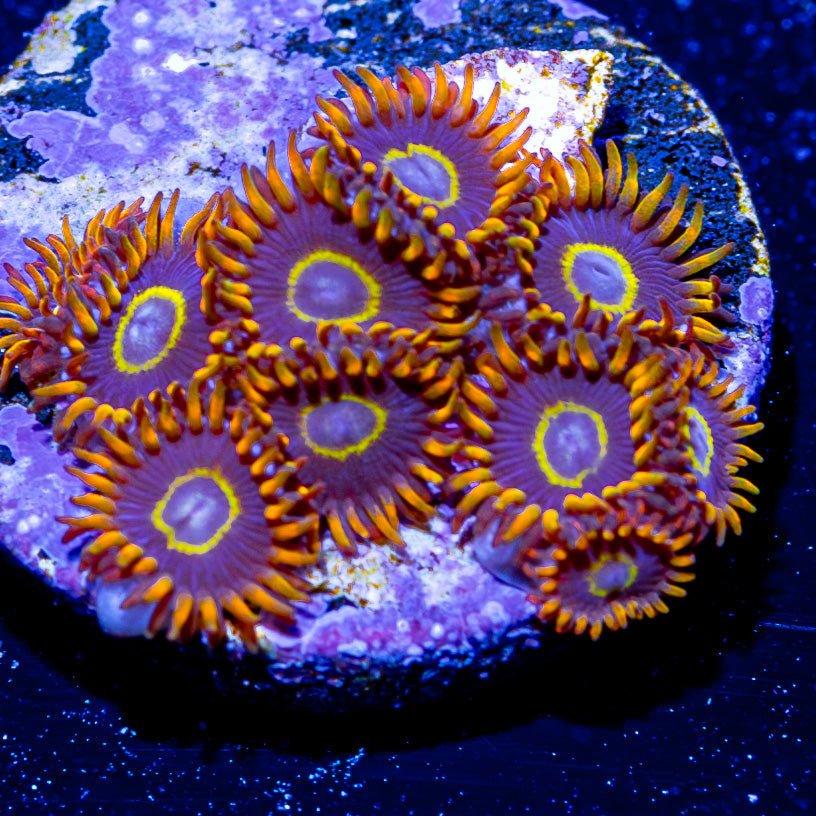 Rainbow Hornet Zoanthid - riptide aquaculture llc