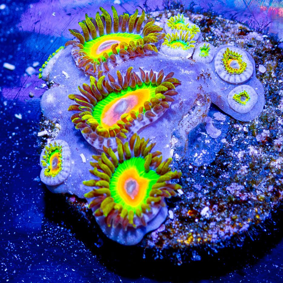 Rasta Zoanthid - riptide aquaculture llc