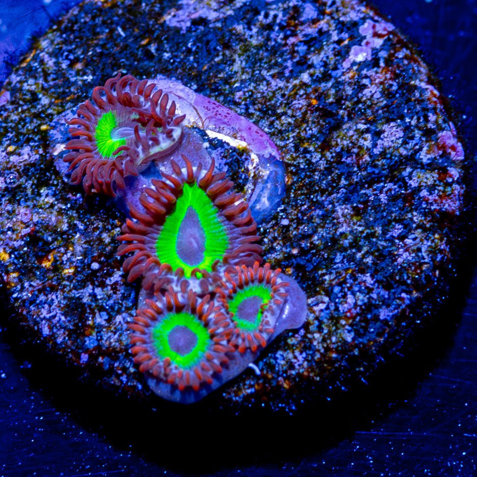 Emeralds on Fire Zoanthid - riptide aquaculture llc