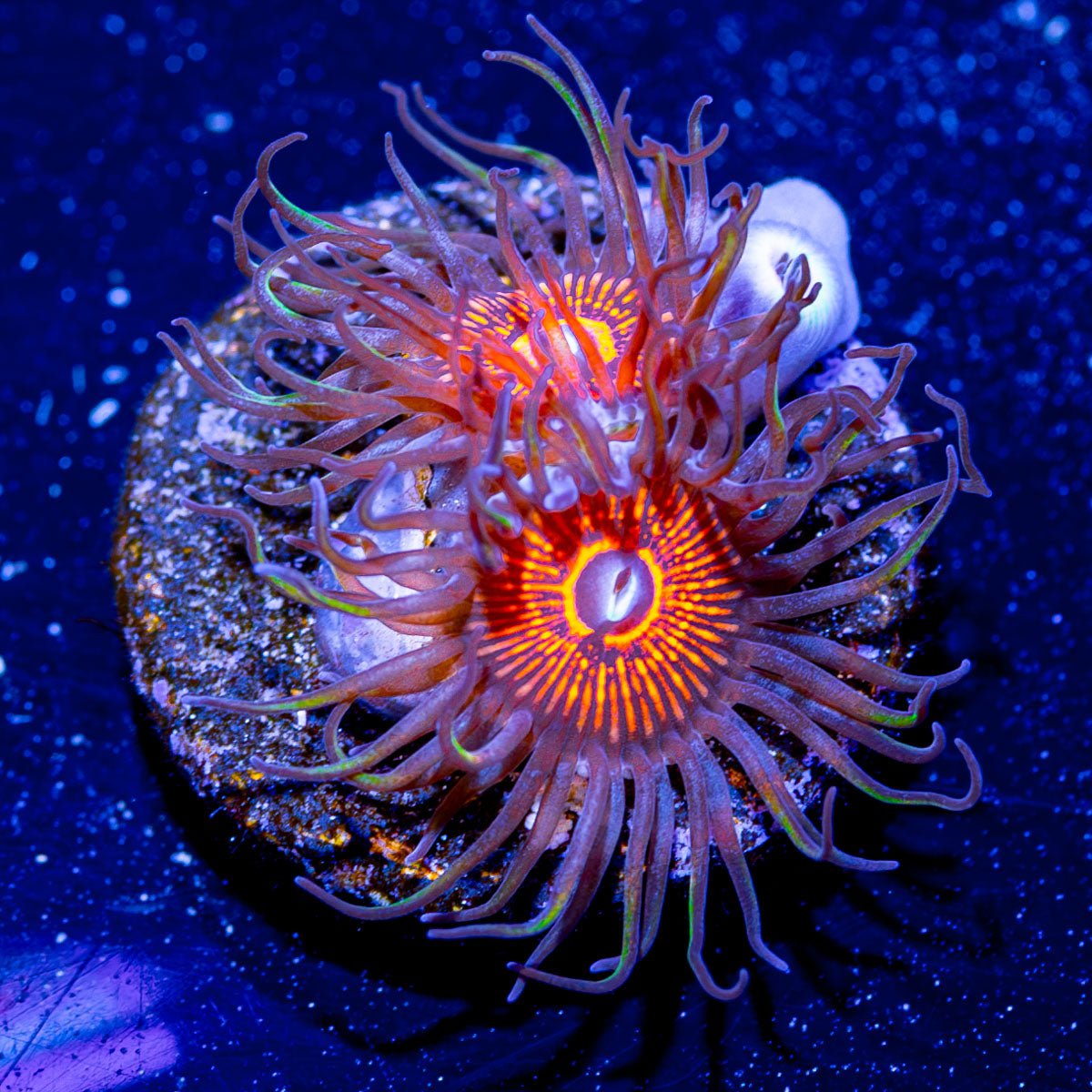 Aztec Warrior Zoanthid - riptide aquaculture llc