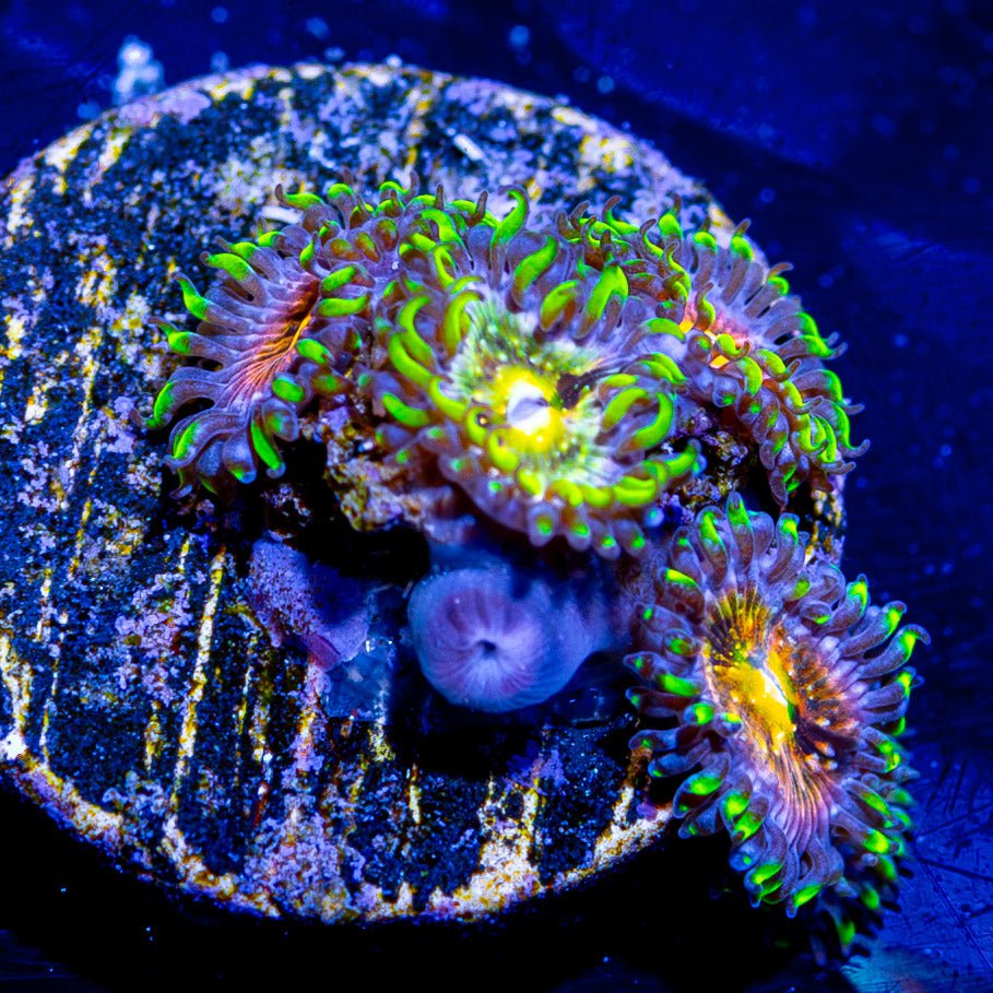 Nirvana Zoanthid - riptide aquaculture llc