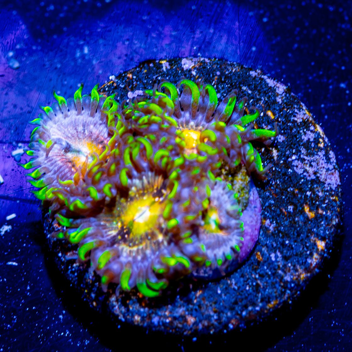 Nirvana Zoanthid - riptide aquaculture llc