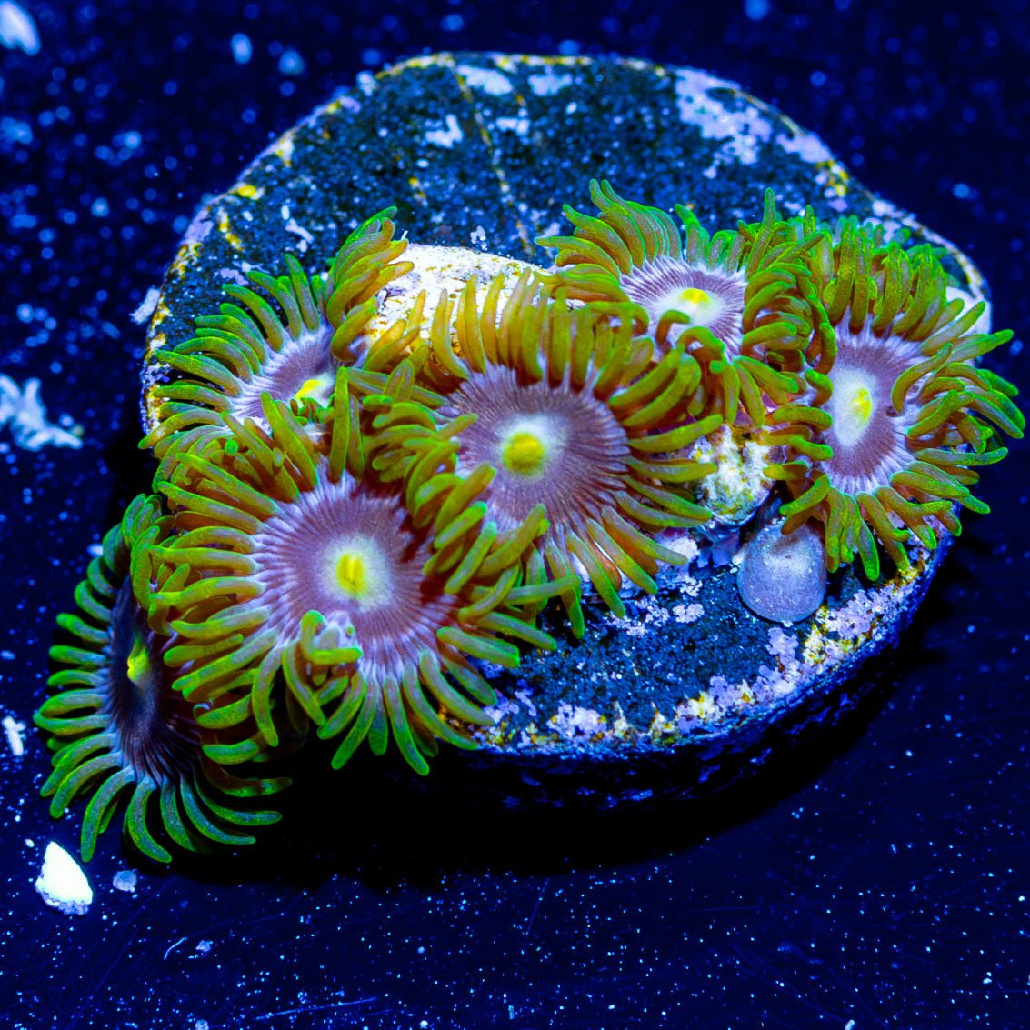 Laser Lemon Zoanthid - riptide aquaculture llc