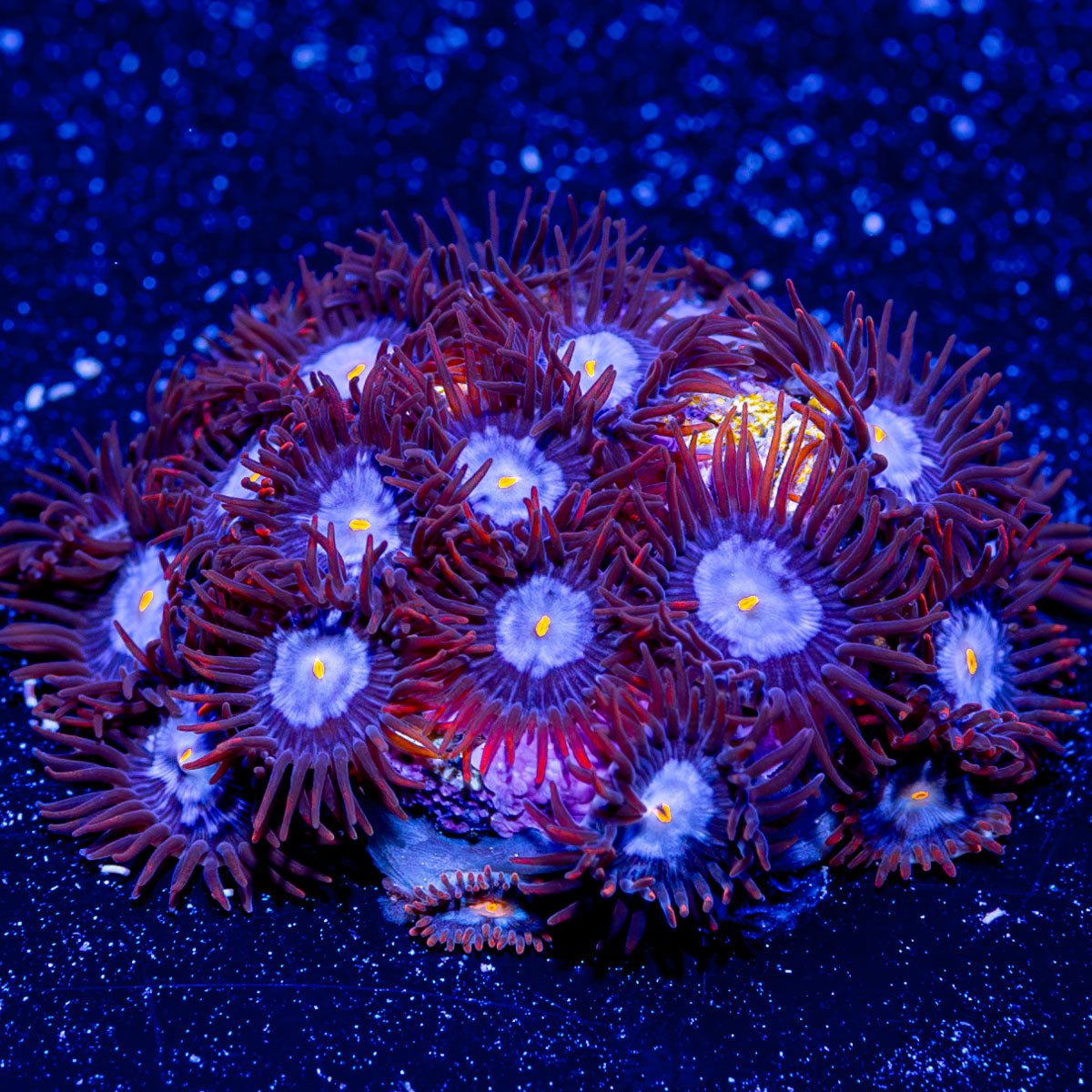 Alpha Omega Zoanthid - riptide aquaculture llc