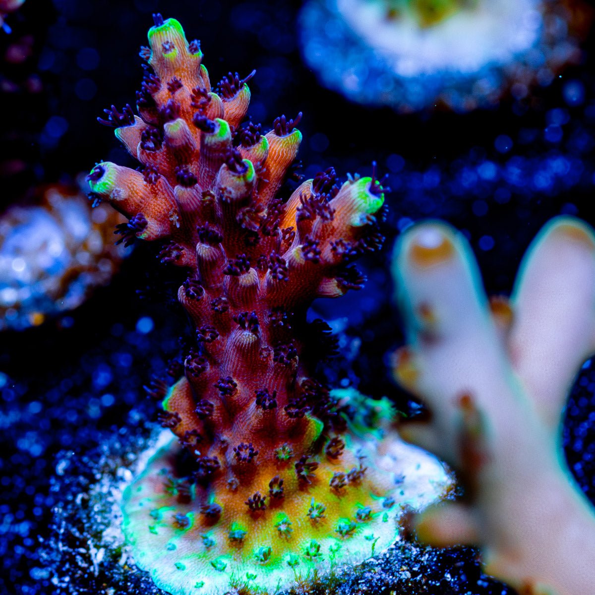 Pink CAdillac Acropora - riptide aquaculture llc