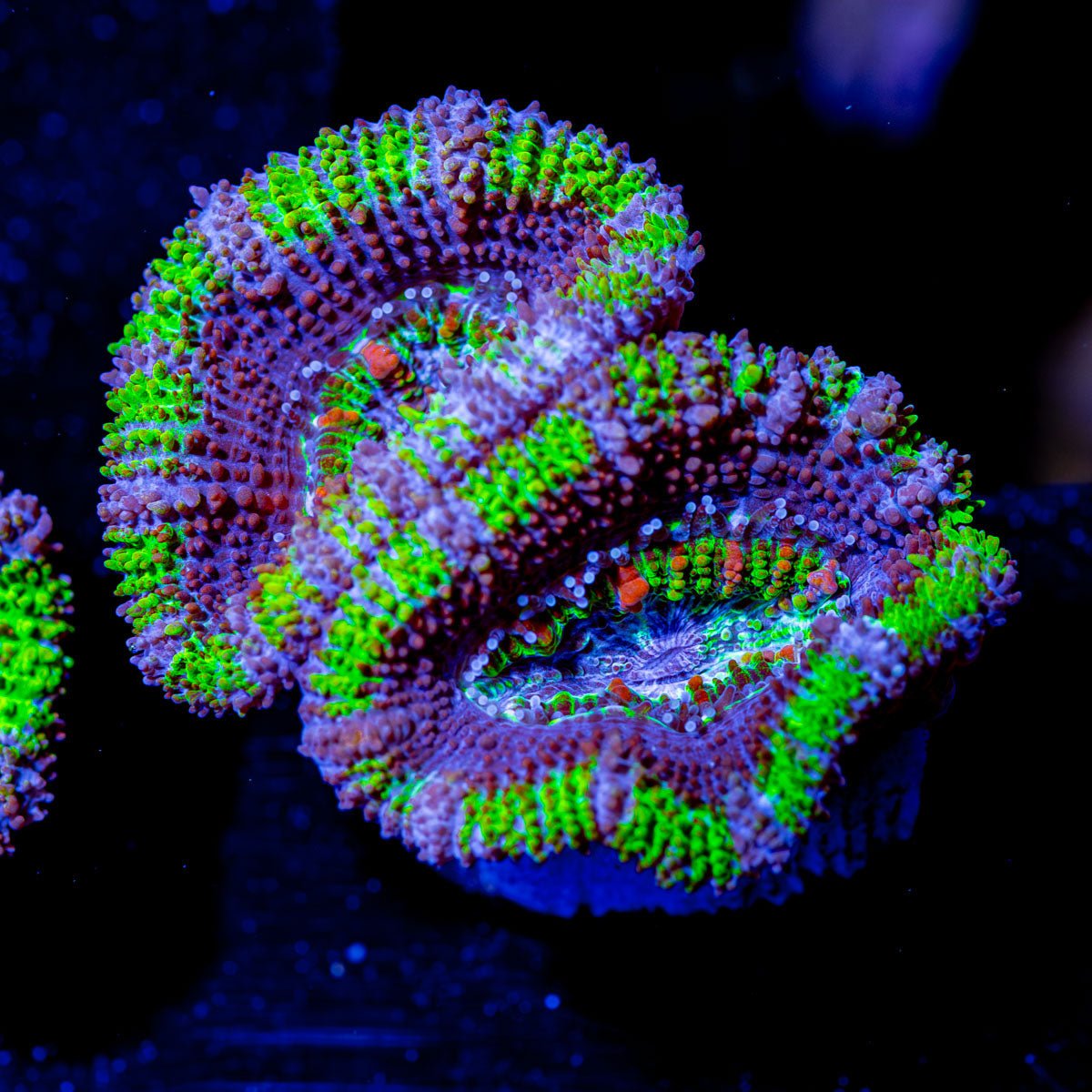 Acan - Micromussa - riptide aquaculture llc