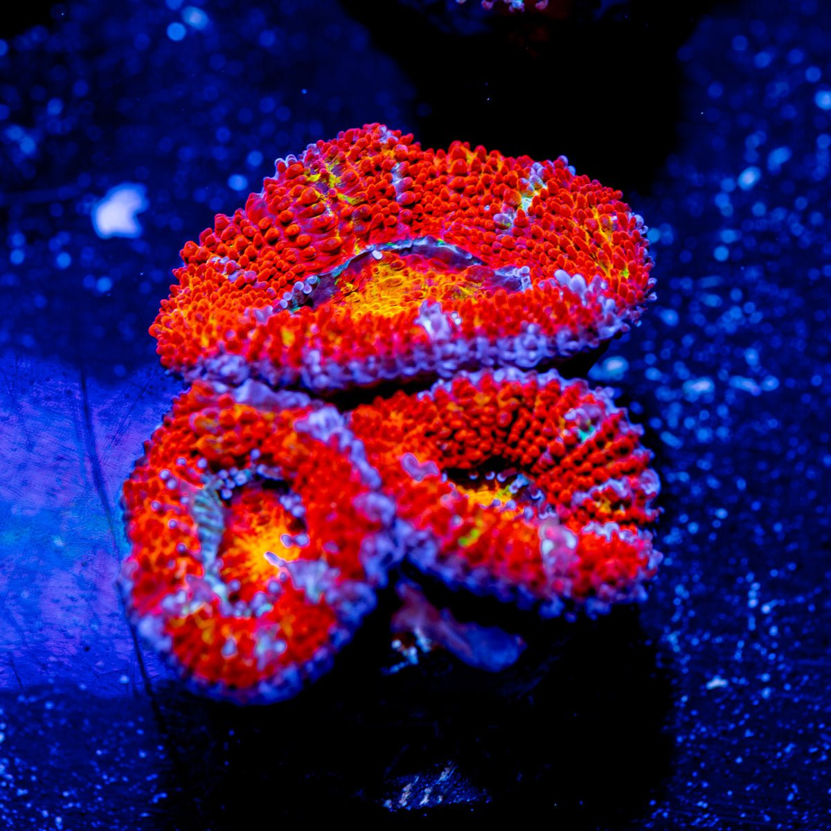 Acan - Micromussa - riptide aquaculture llc