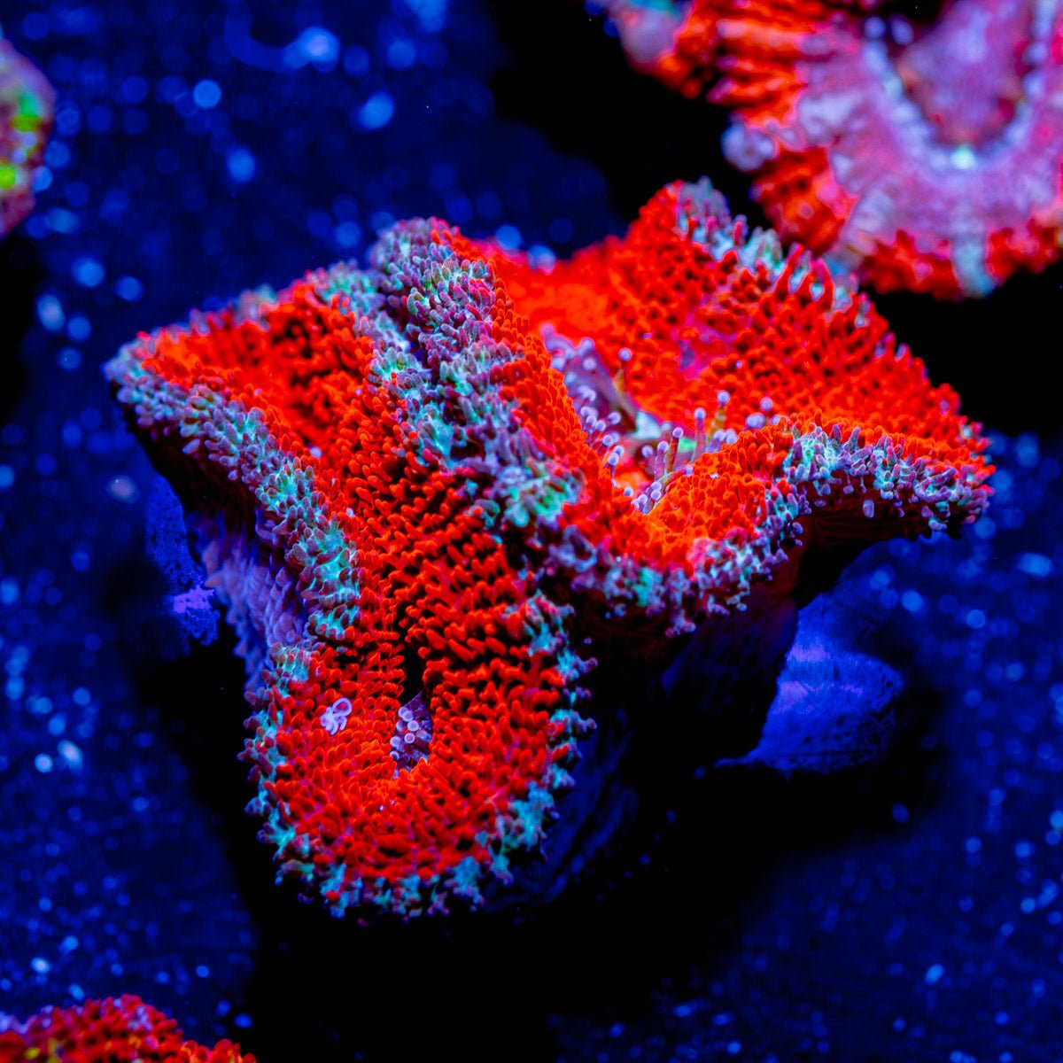 Acan - Micromussa - riptide aquaculture llc