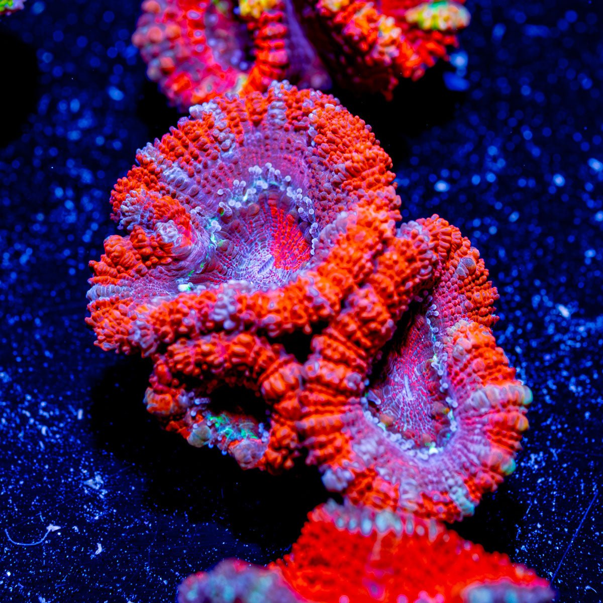 Acan - Micromussa - riptide aquaculture llc