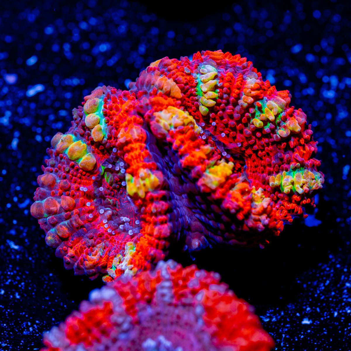 Acan - Micromussa - riptide aquaculture llc