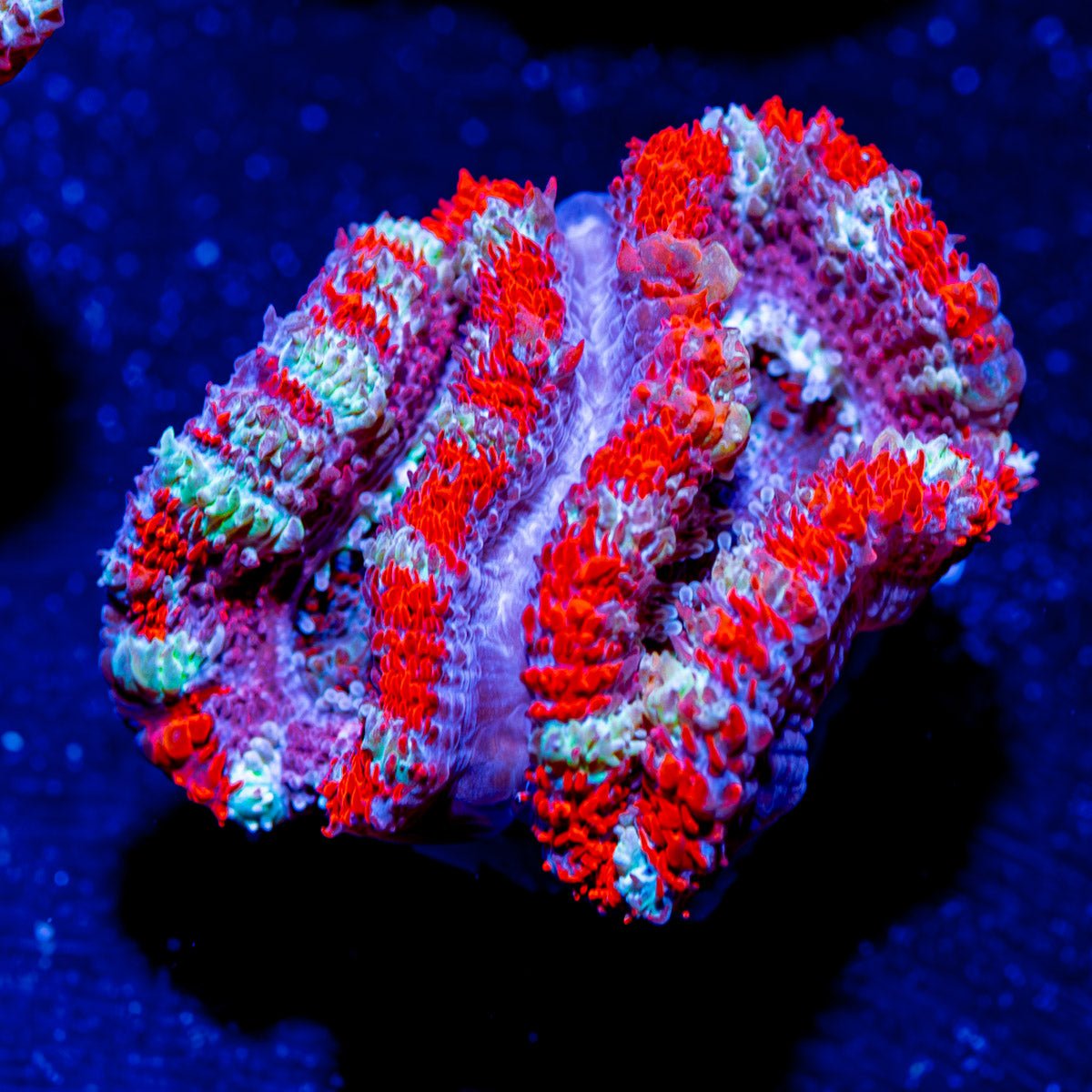 Acan - Micromussa - riptide aquaculture llc