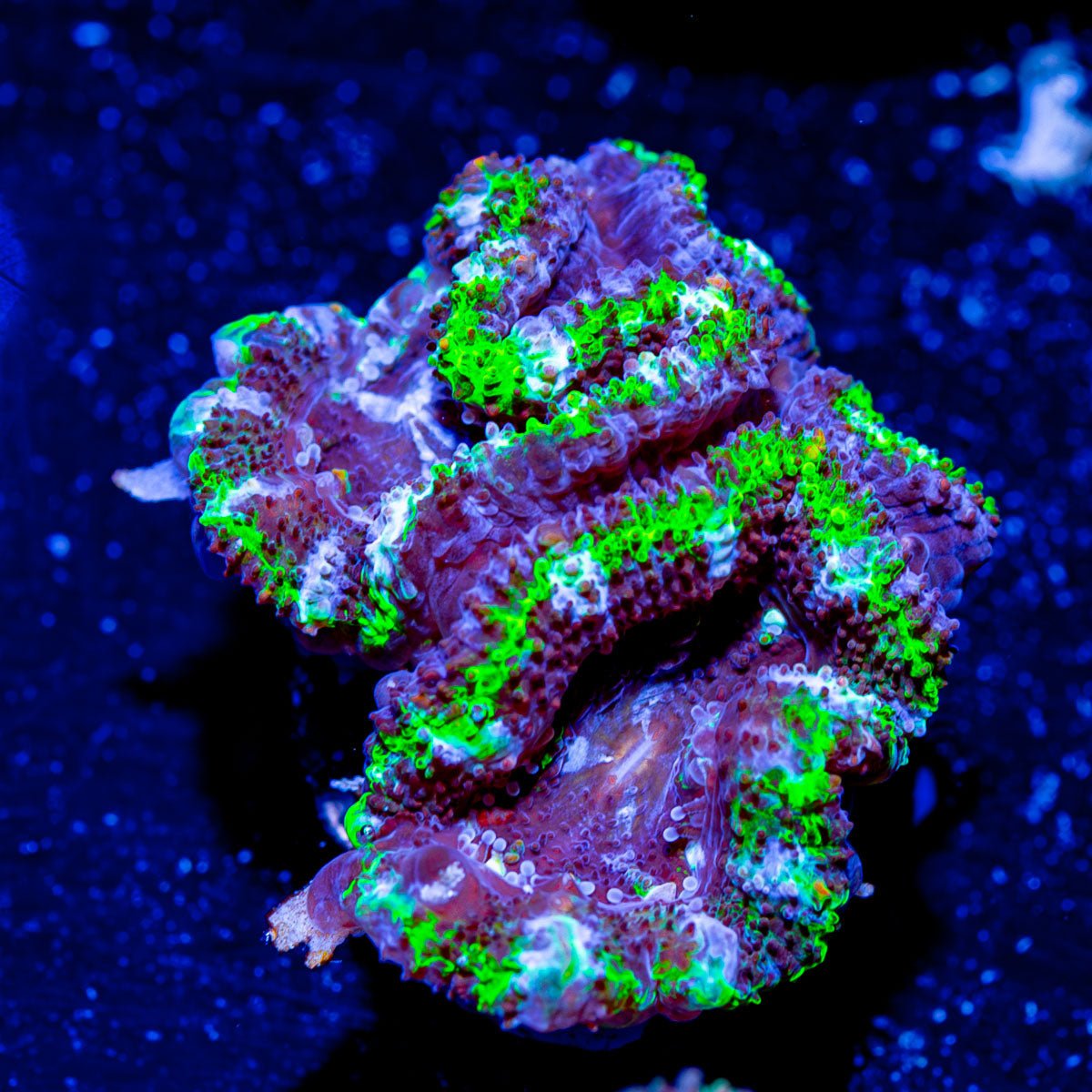 Acan - Micromussa - riptide aquaculture llc