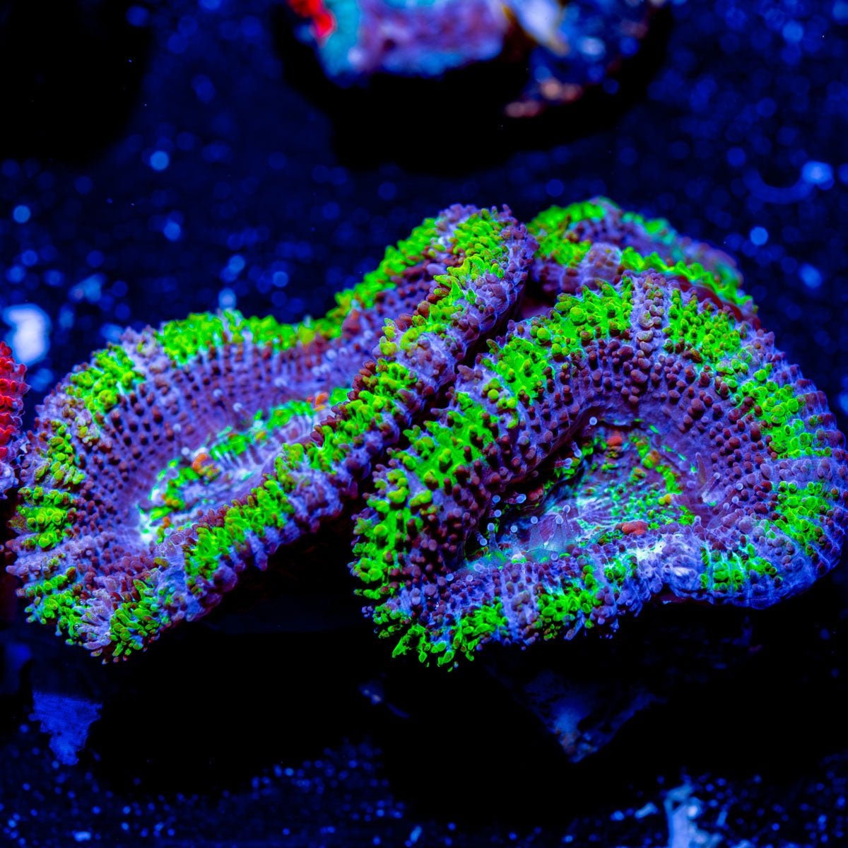 Acan - Micromussa - riptide aquaculture llc