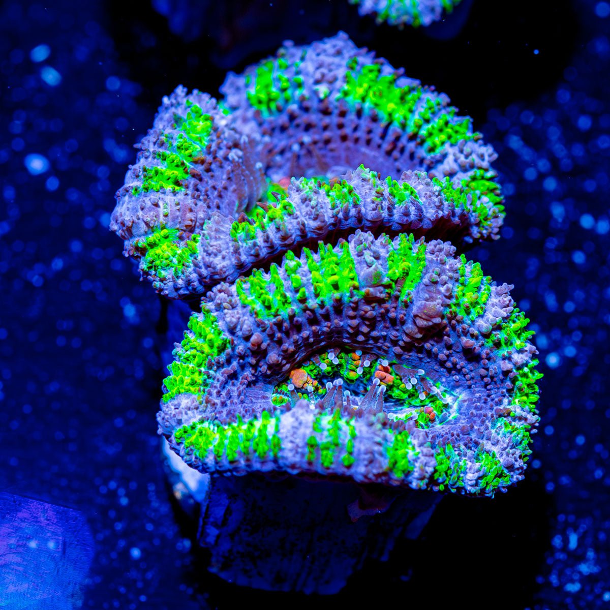 Acan - Micromussa - riptide aquaculture llc