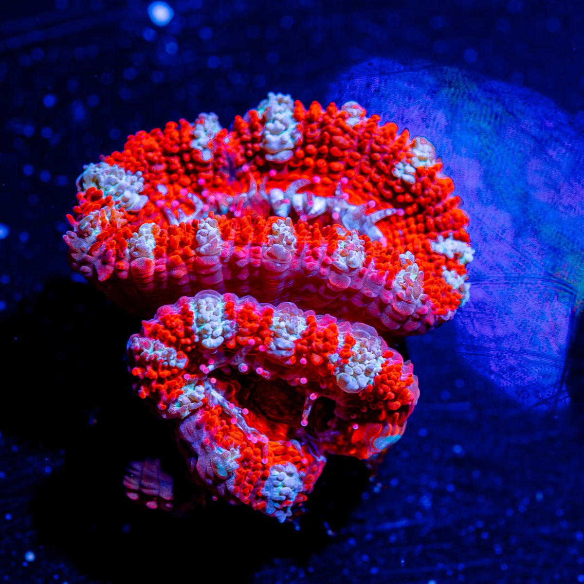 Acan - Micromussa - riptide aquaculture llc