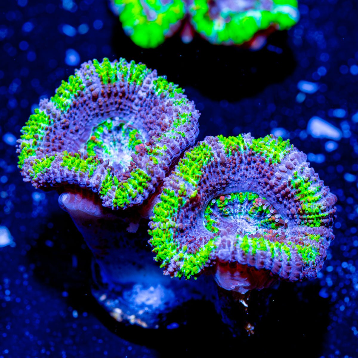 Acan - Micromussa - riptide aquaculture llc