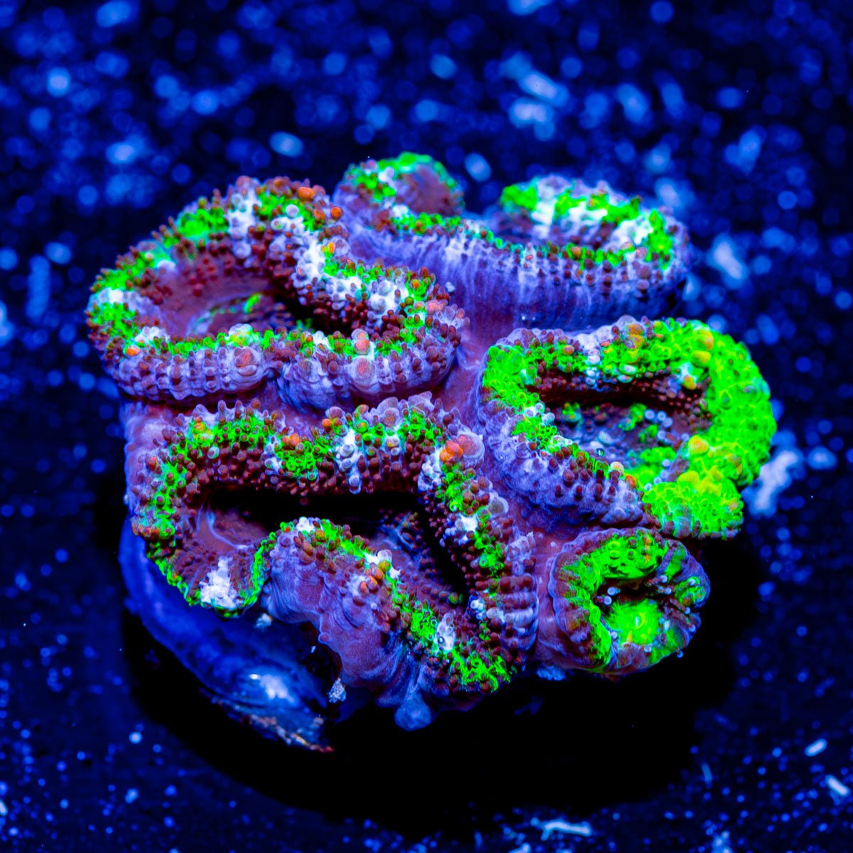 Acan - Micromussa - riptide aquaculture llc