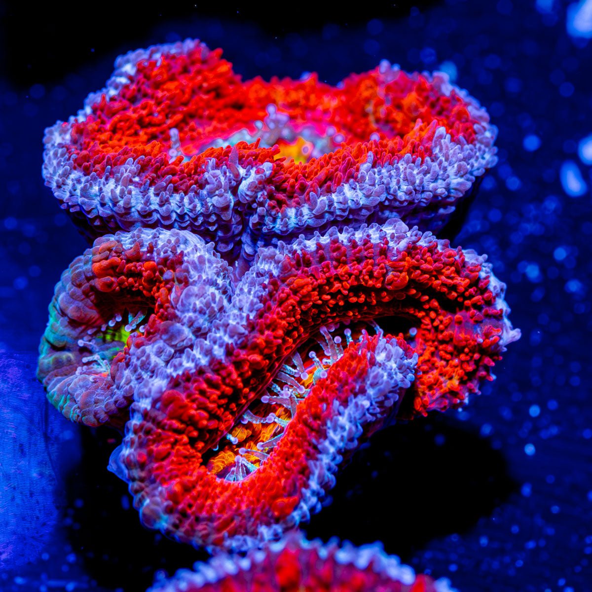 Acan - Micromussa - riptide aquaculture llc