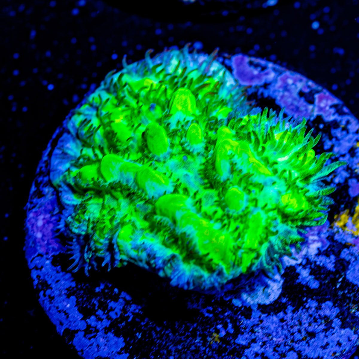 TSA Lemon Lime Hydnophora Coral - riptide aquaculture llc