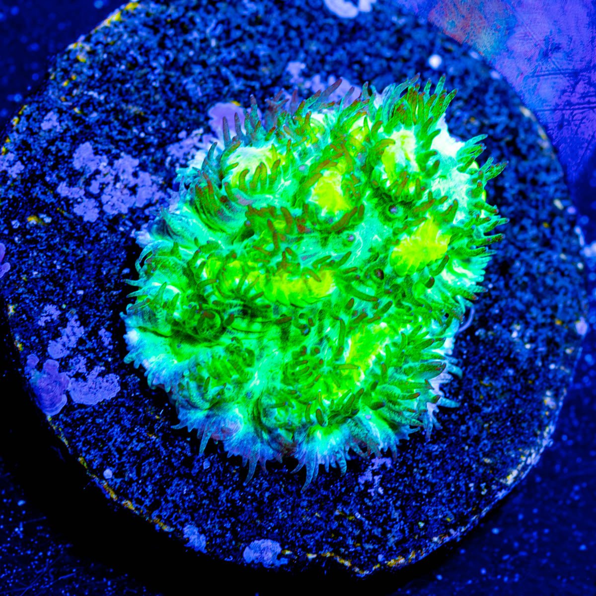 TSA Lemon Lime Hydnophora Coral - riptide aquaculture llc