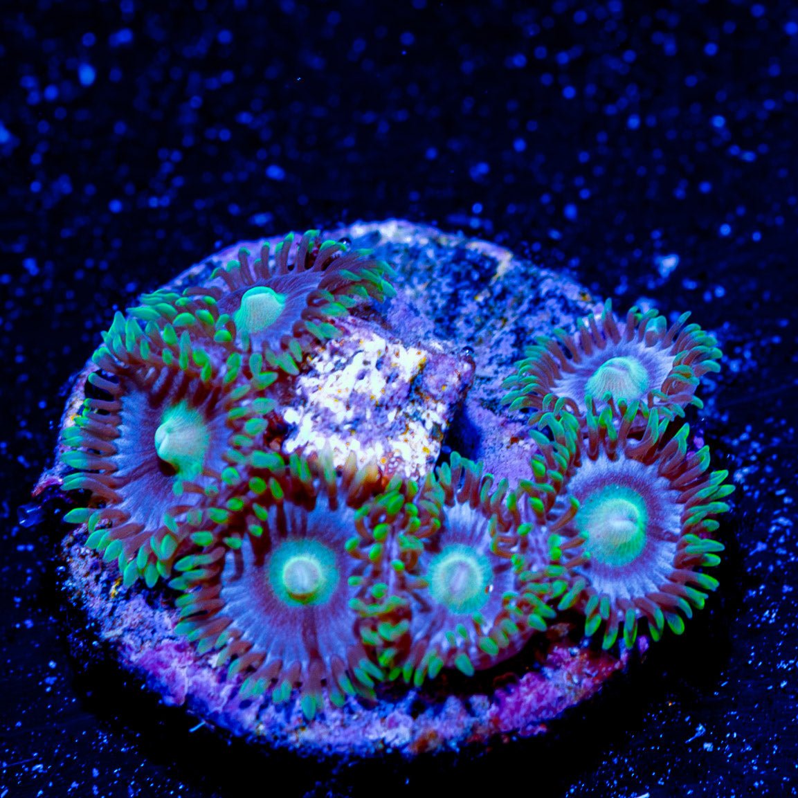 My Miami Zoanthid - riptide aquaculture llc