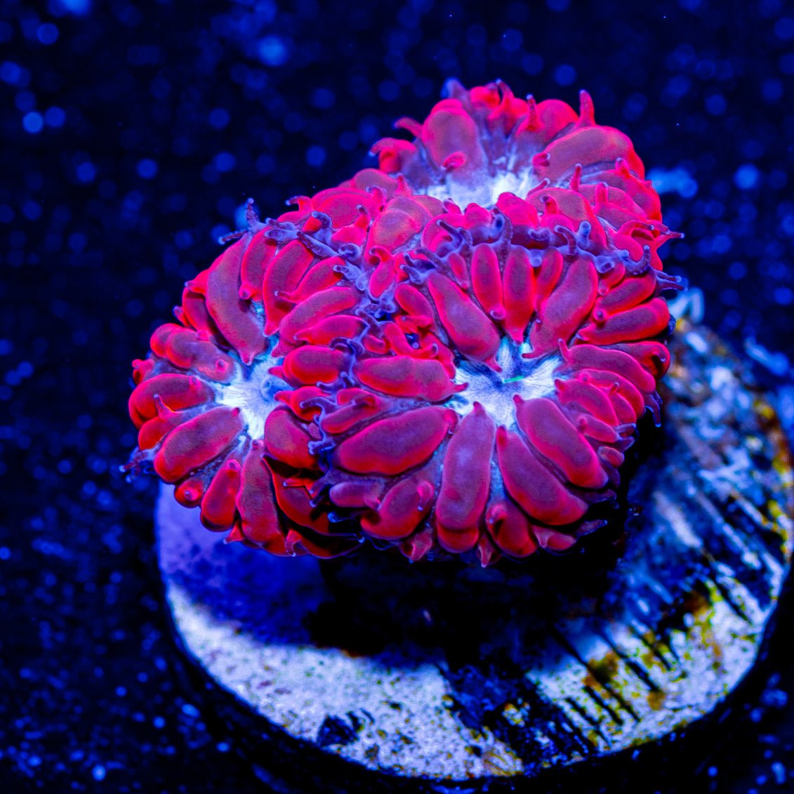 Blue Raven Blasto - riptide aquaculture llc