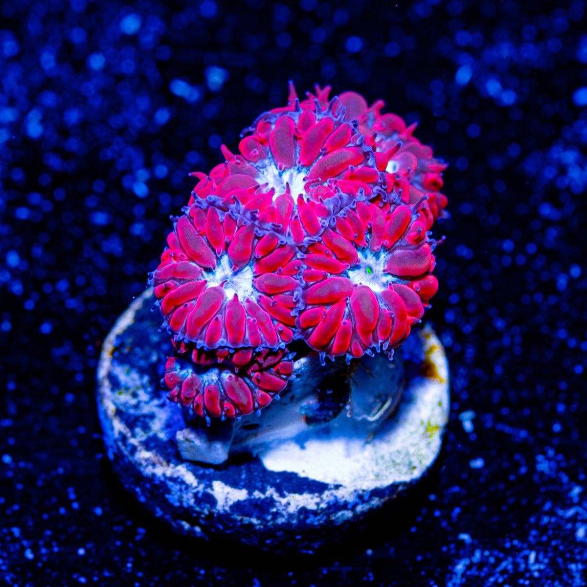 Blue Raven Blasto - riptide aquaculture llc