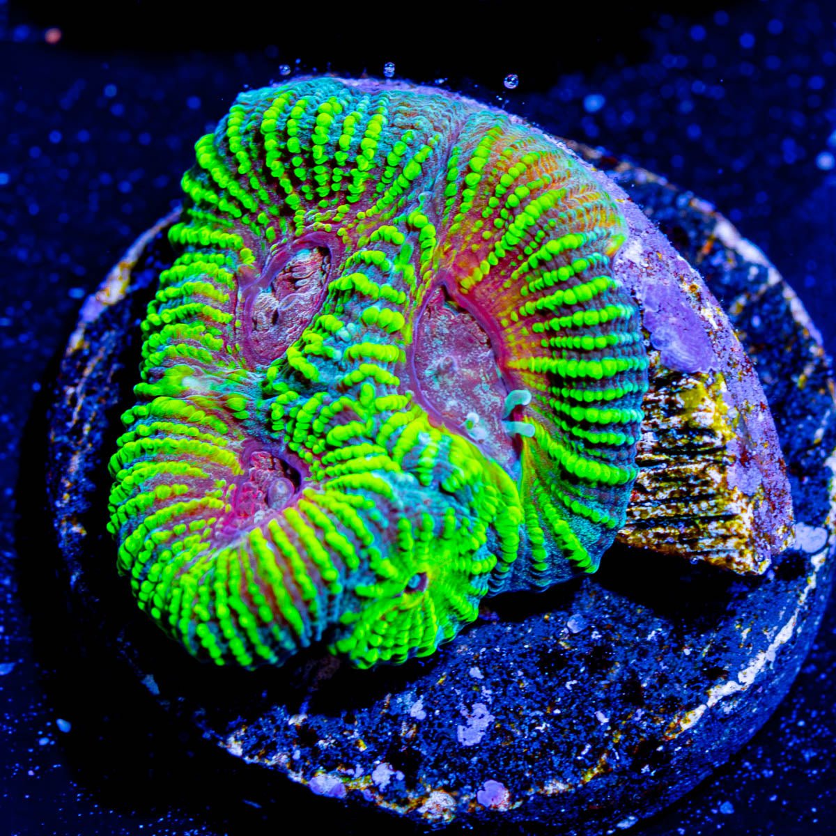 Hypnotic Favia - riptide aquaculture llc