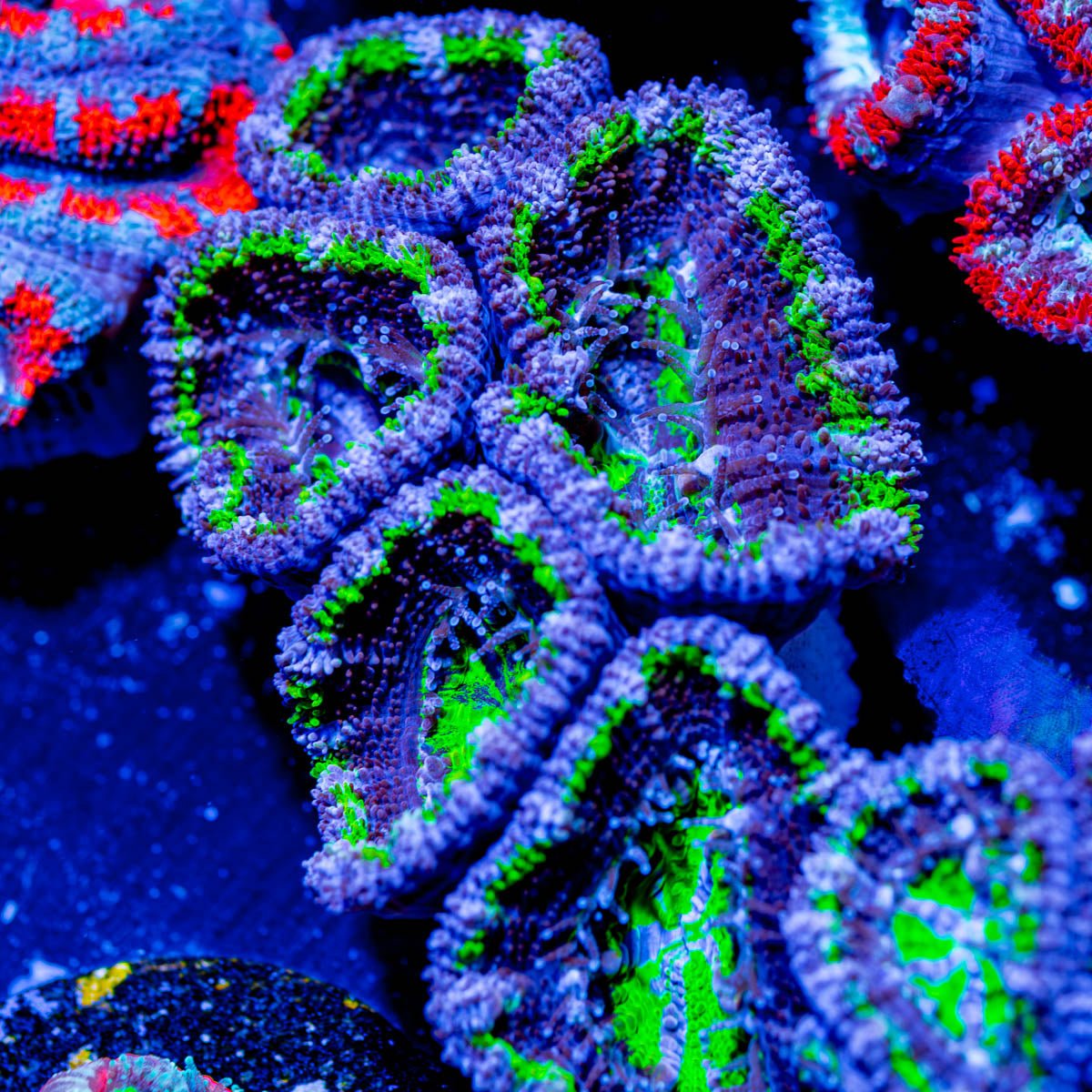 Green Pinwheel Acan Micromussa Chunk - riptide aquaculture llc