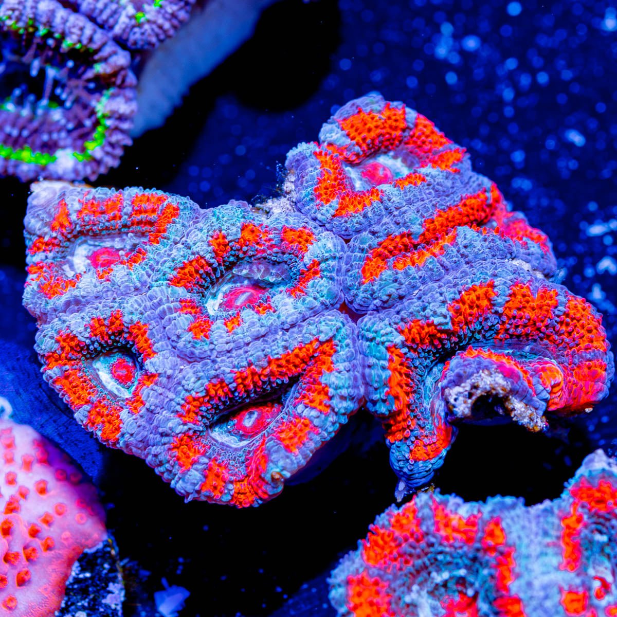 Orange and Teal Chunky Acan micromussa - riptide aquaculture llc