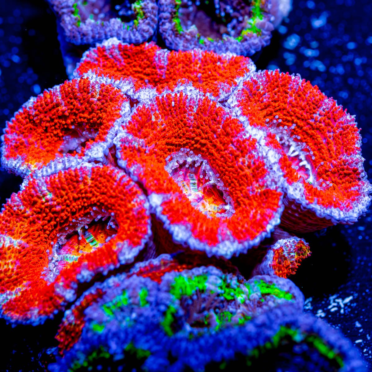 Rainbow Eyed Red Acan micromussa Chunk - riptide aquaculture llc