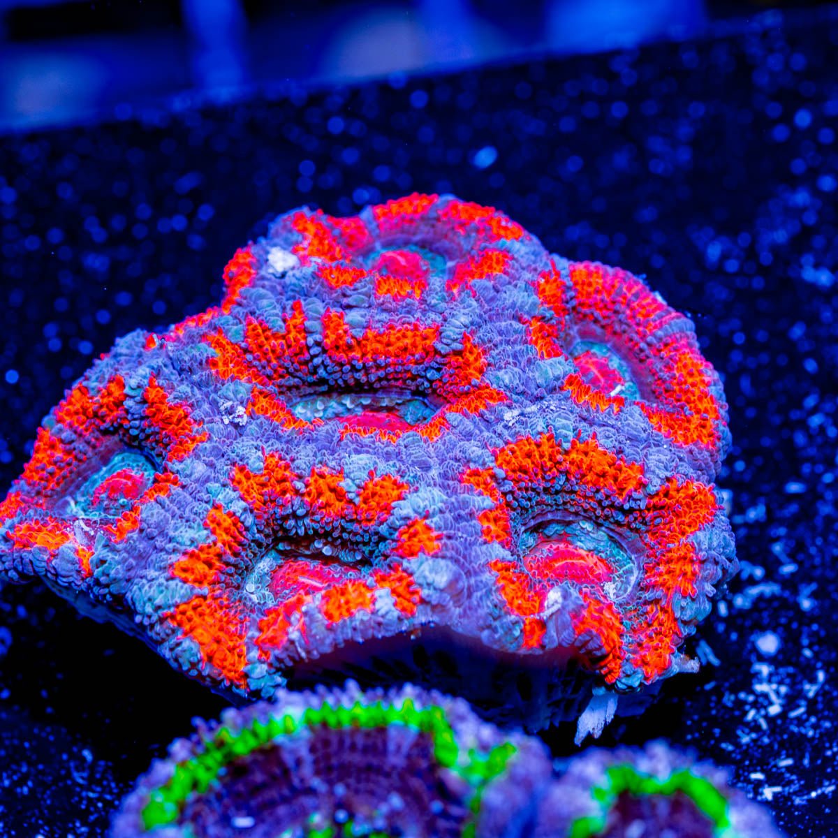 Orange and Teal Chunky Acan micromussa - riptide aquaculture llc