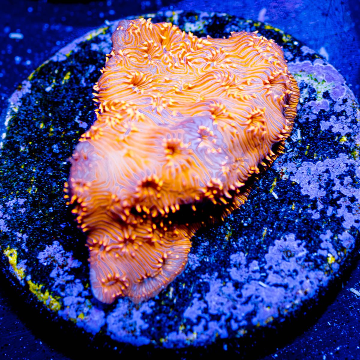 Orange Pavona - riptide aquaculture llc