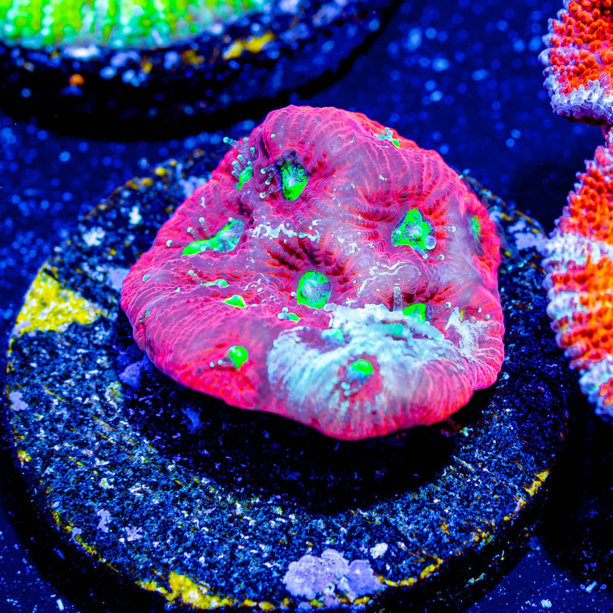 Achilles Warcoral - riptide aquaculture llc