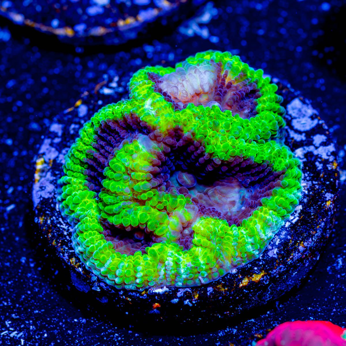 Green Goblin Favia - riptide aquaculture llc