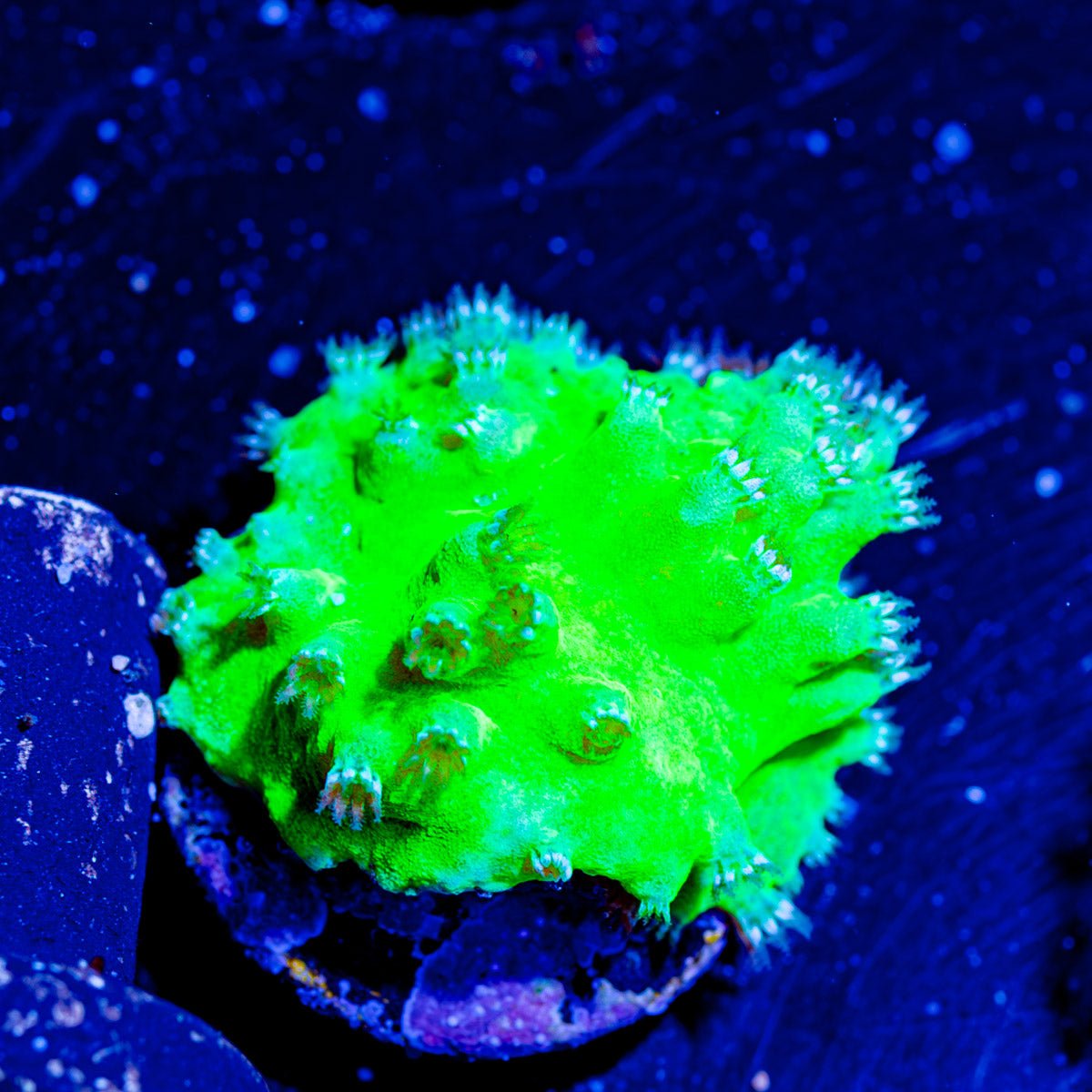 Neon Green Cabbage Leather - riptide aquaculture llc