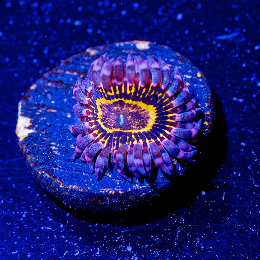 Stratospheres Zoanthids - riptide aquaculture llc