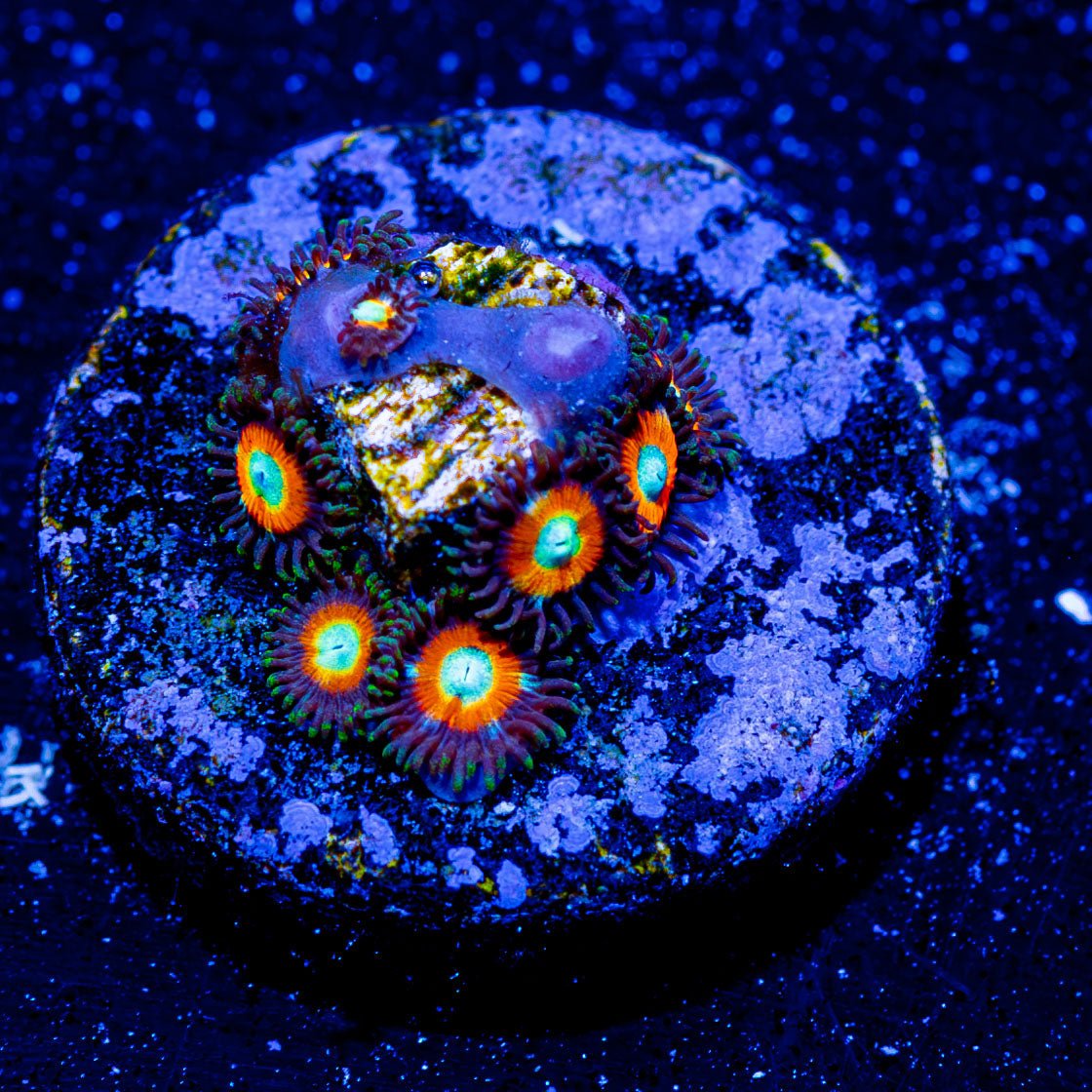 Tikis Zoanthids - riptide aquaculture llc