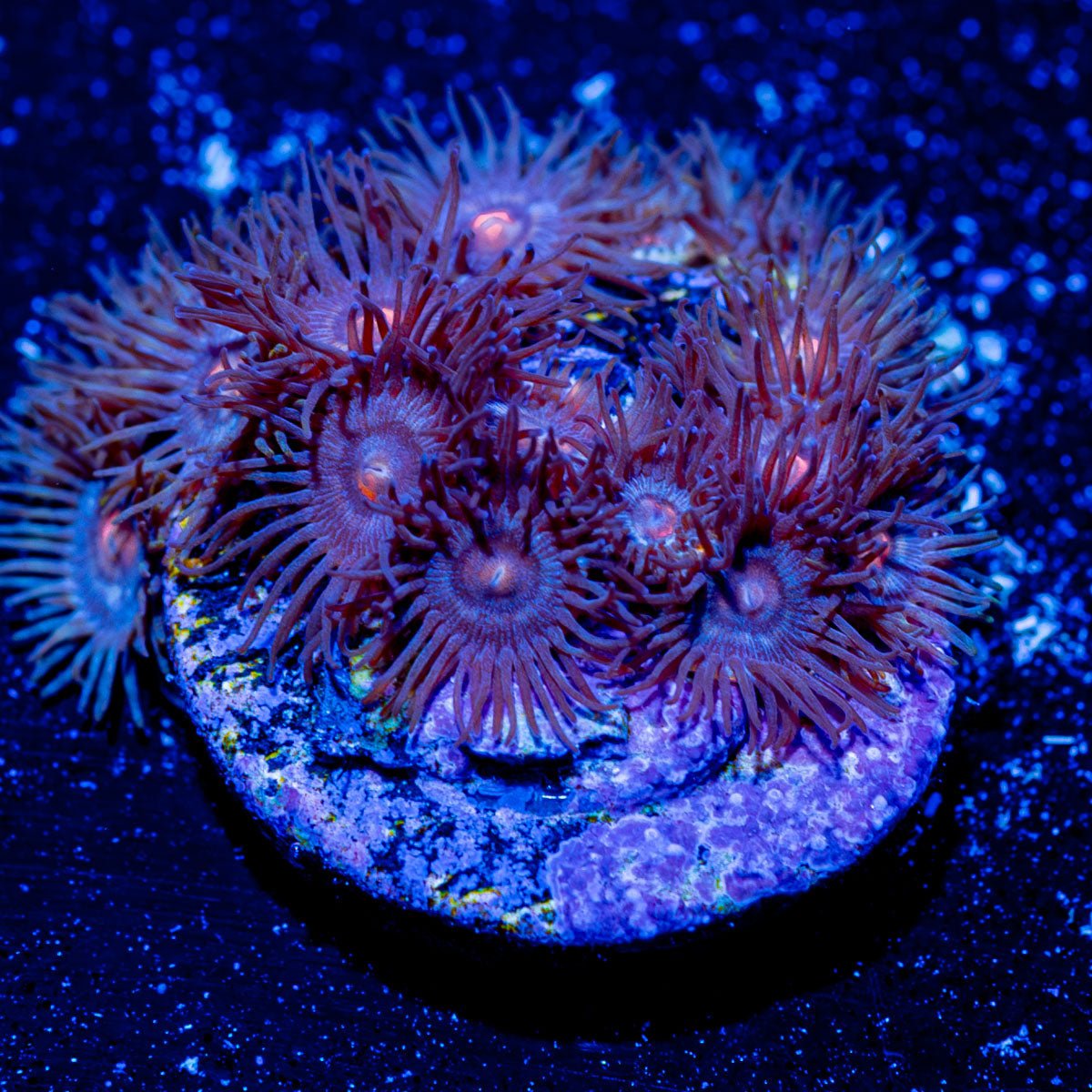 Six Shooter Zoanthid - riptide aquaculture llc