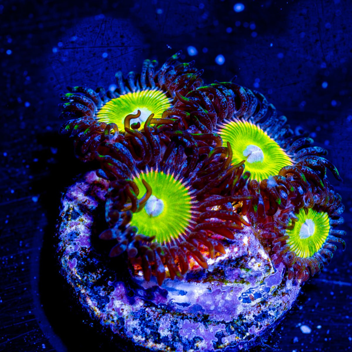 Granny Smith Zoanthid - riptide aquaculture llc