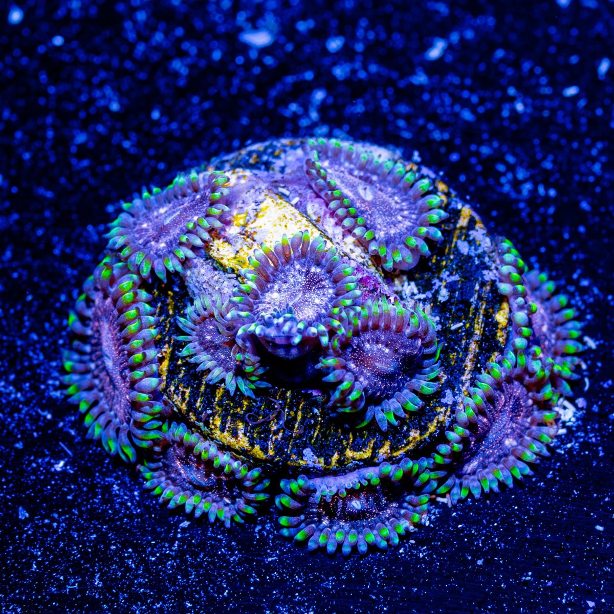 Space Jams Zoanthid - riptide aquaculture llc