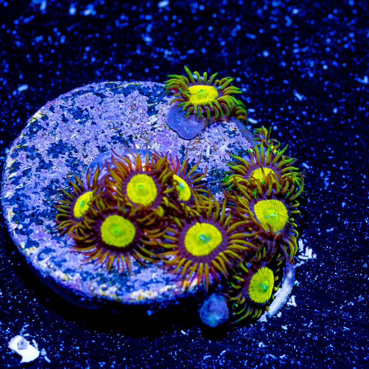 King Midas Zoanthid - riptide aquaculture llc