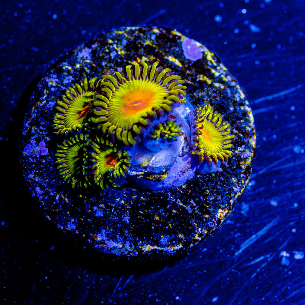 Golden Gods Zoanthid - riptide aquaculture llc