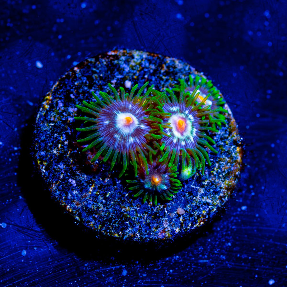 Daisy Cutter Zoanthid - riptide aquaculture llc