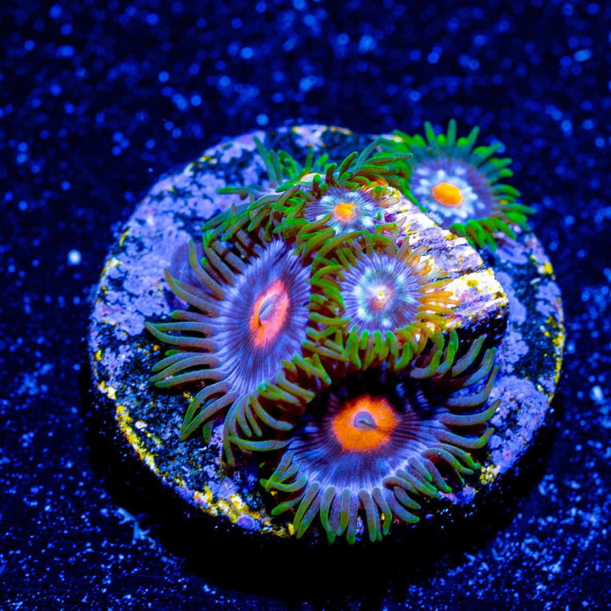 Daisy Cutter Zoanthid - riptide aquaculture llc