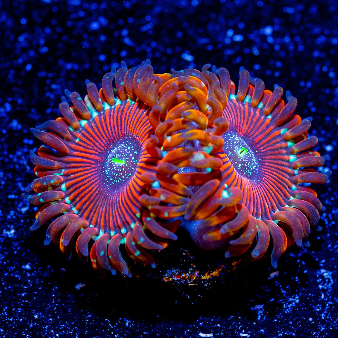 Magician Zoanthid - riptide aquaculture llc