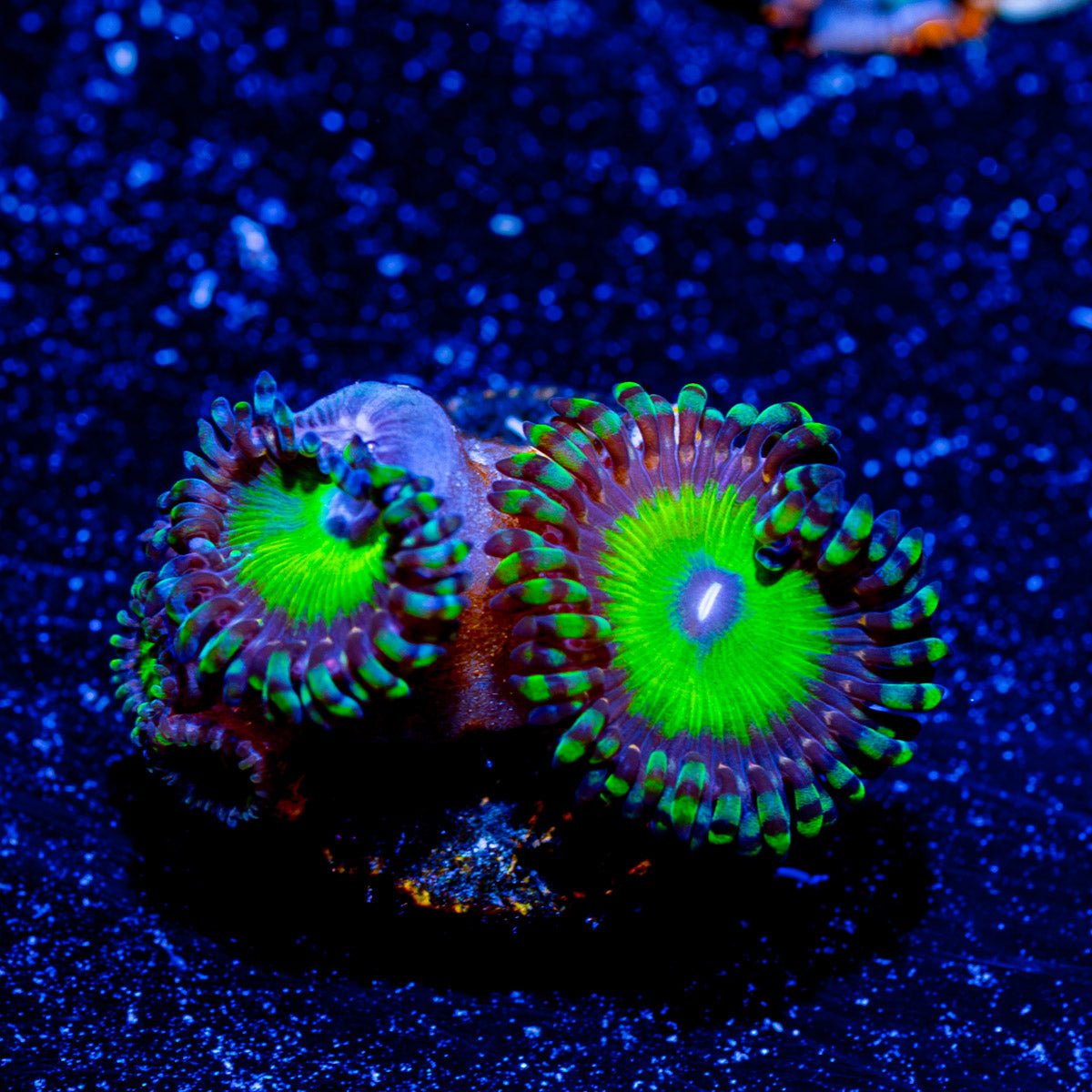 Candy Apple Green Zoanthid - riptide aquaculture llc