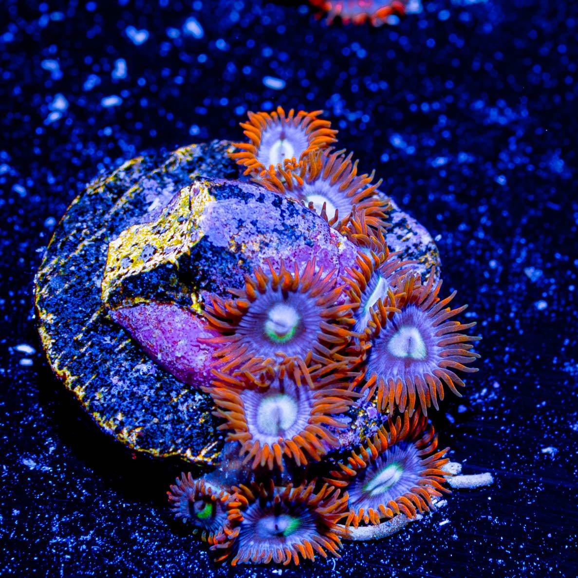 Firecracker Zoanthid - riptide aquaculture llc