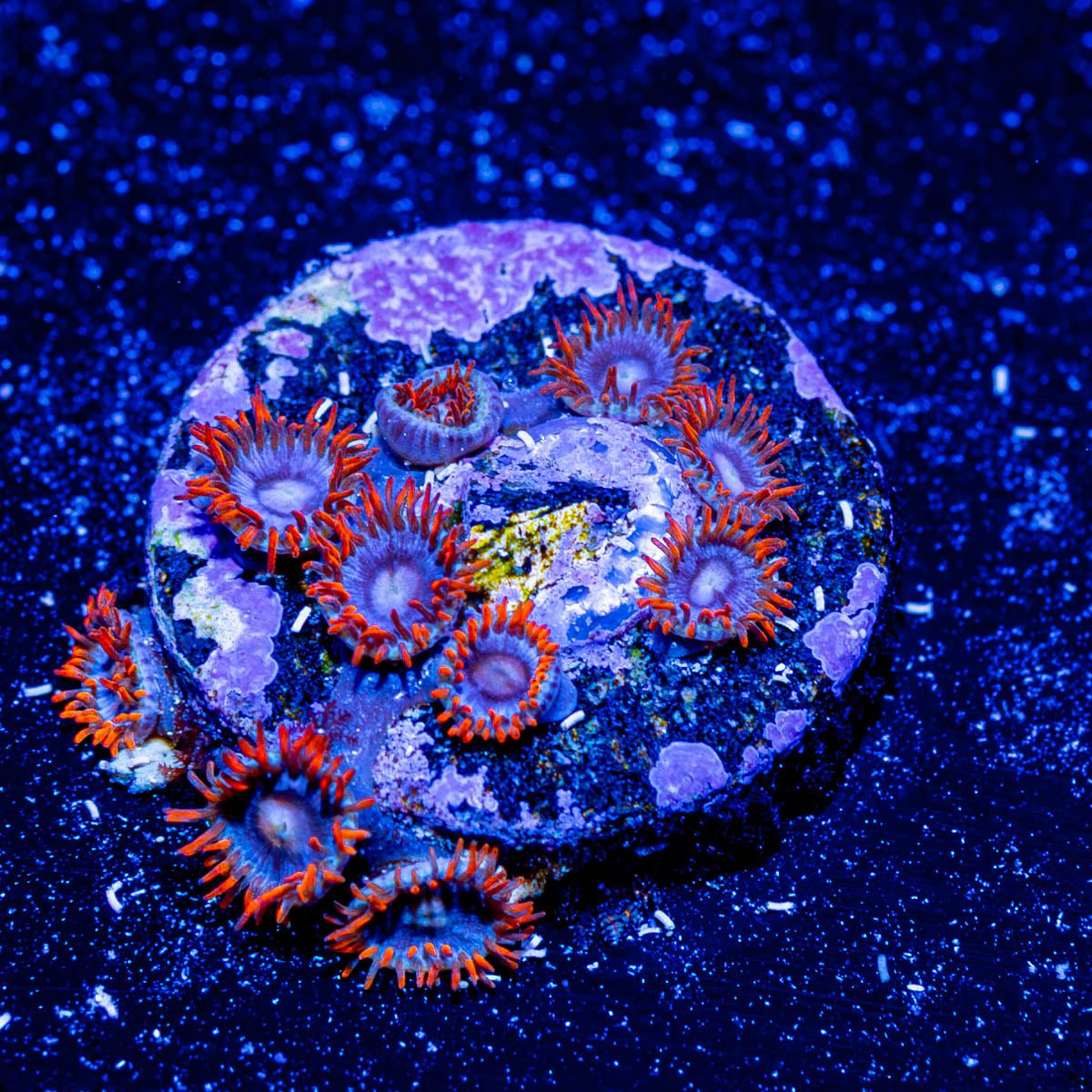 Firecracker Zoanthid - riptide aquaculture llc